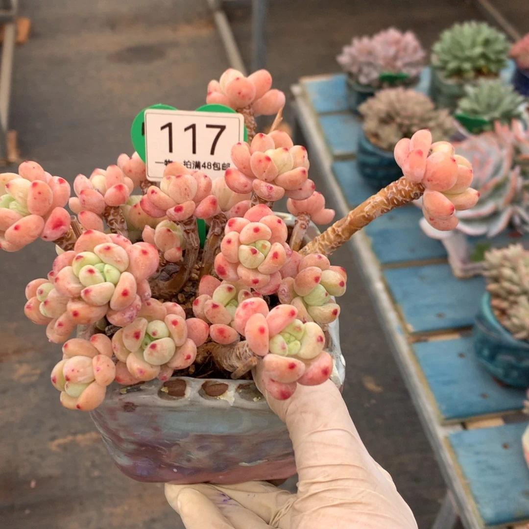 樱花罗琦老桩无砍117