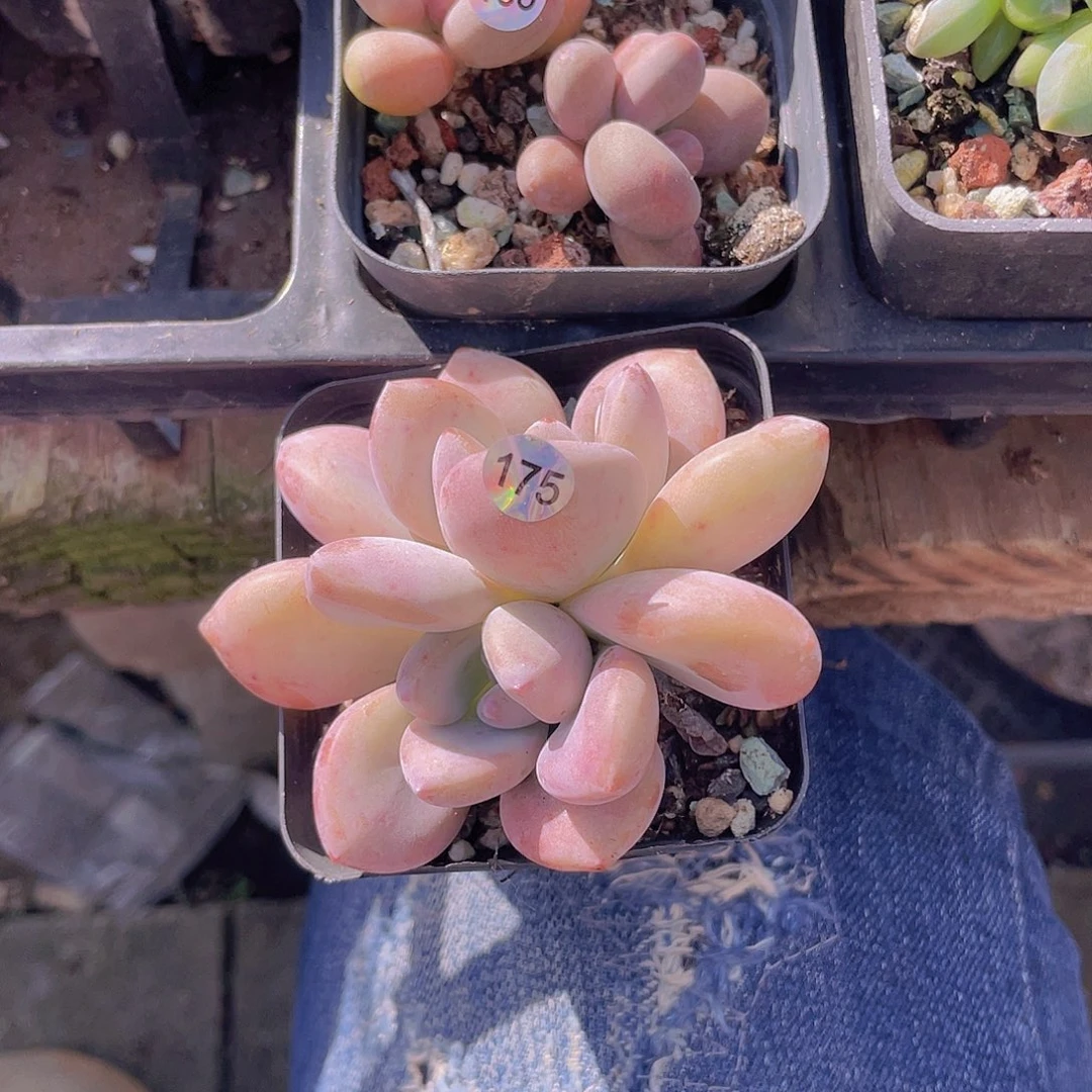 楽****多肉植物多肉植物