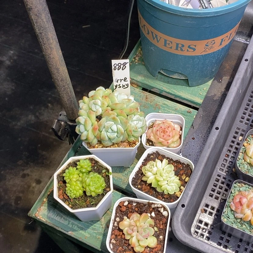 【闪购商品】G****y888一筐5颗多肉