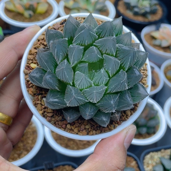 实生玉露十二卷多肉