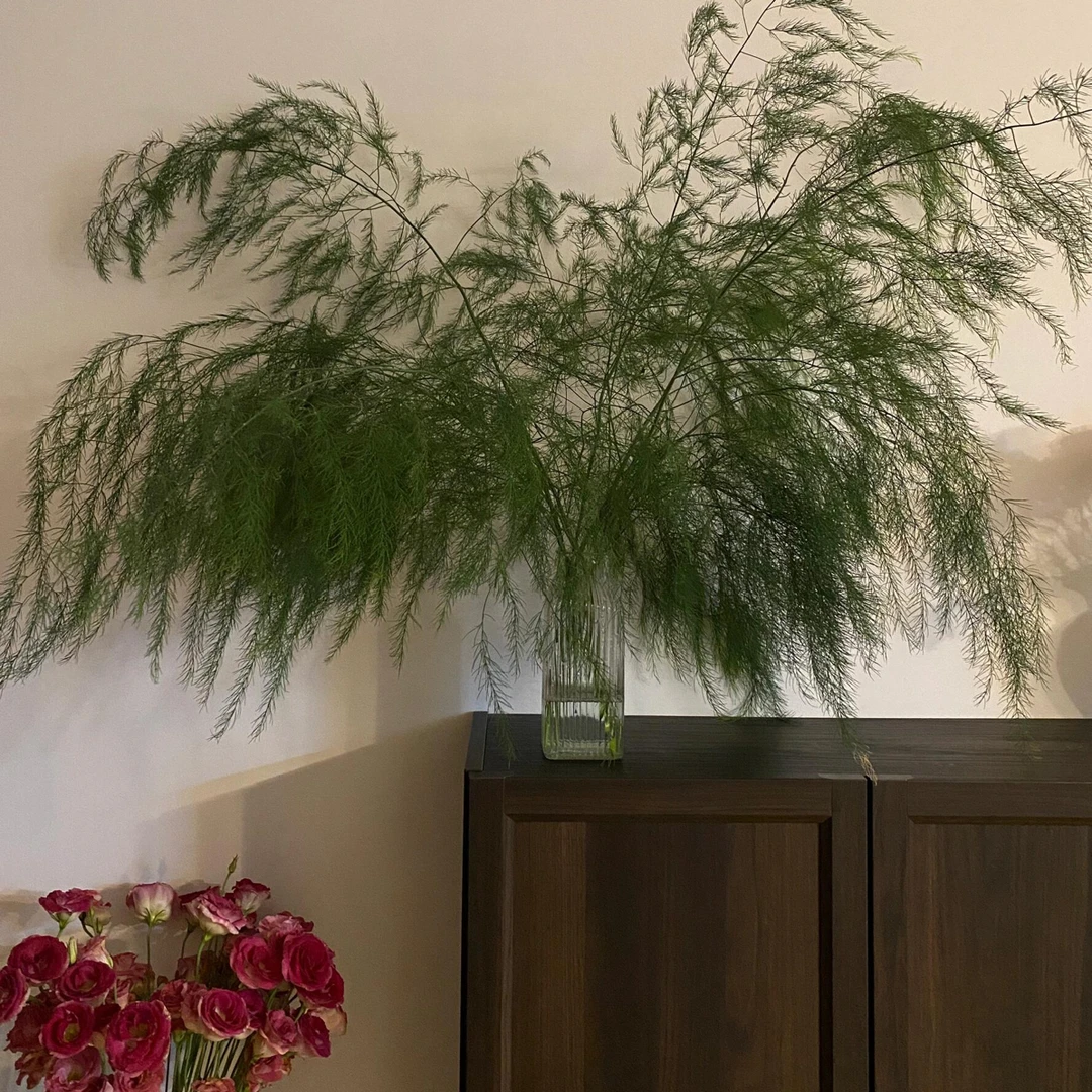 【芦荀草】肆意生长的芦荀草超有生命力