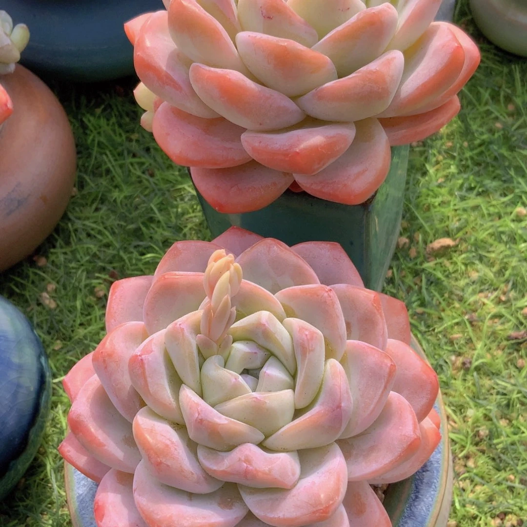 静*韩版冰玉2颗单头