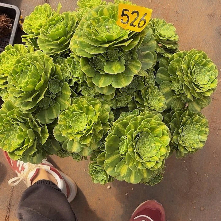 无***肉多肉植物福利526