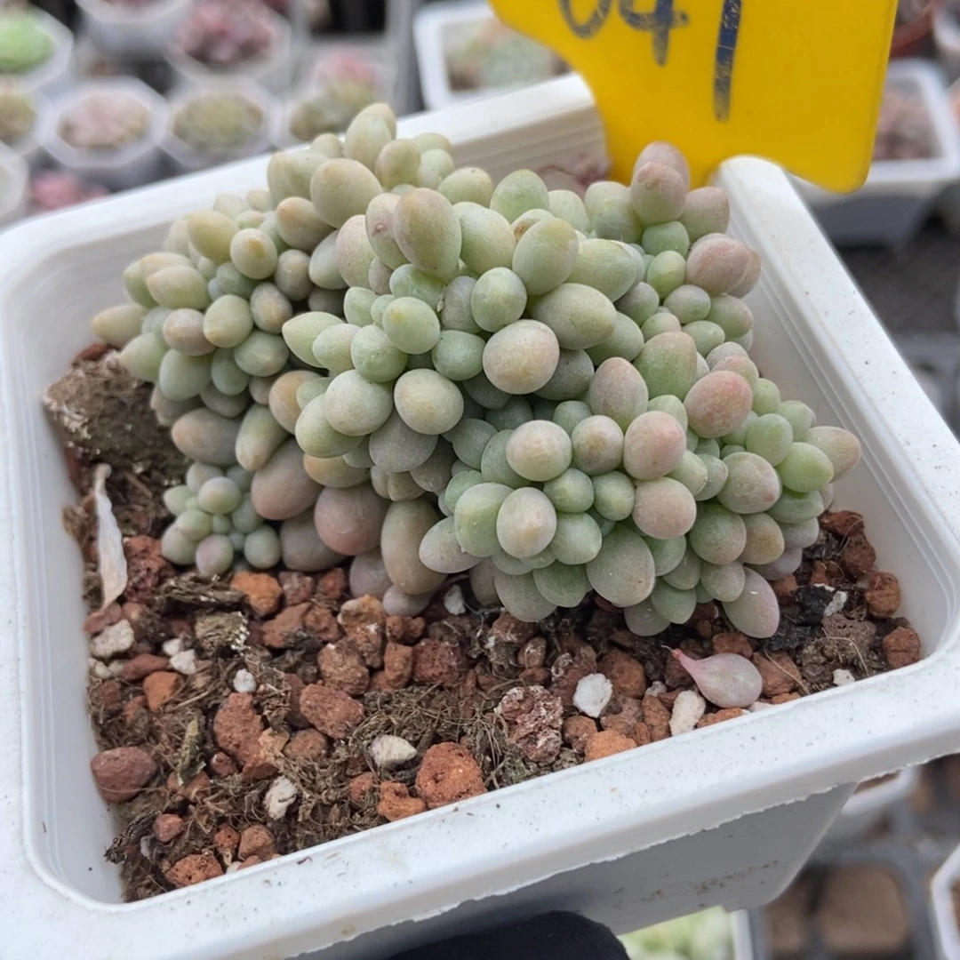 641汤圆缀多肉植物