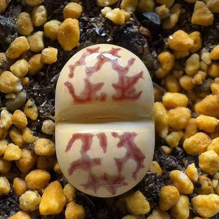 生石花111111。   271