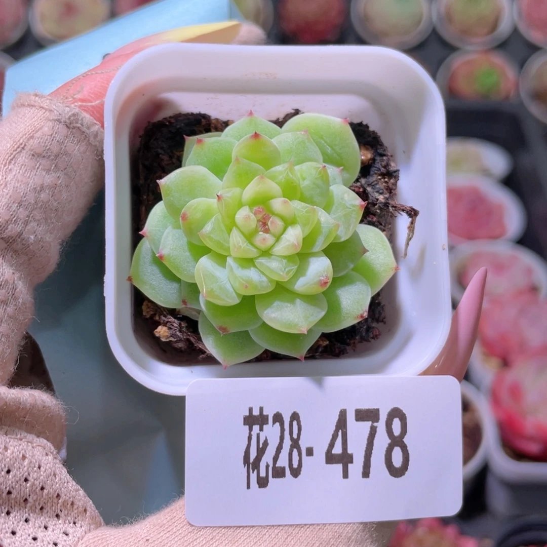 花利美28-478新品