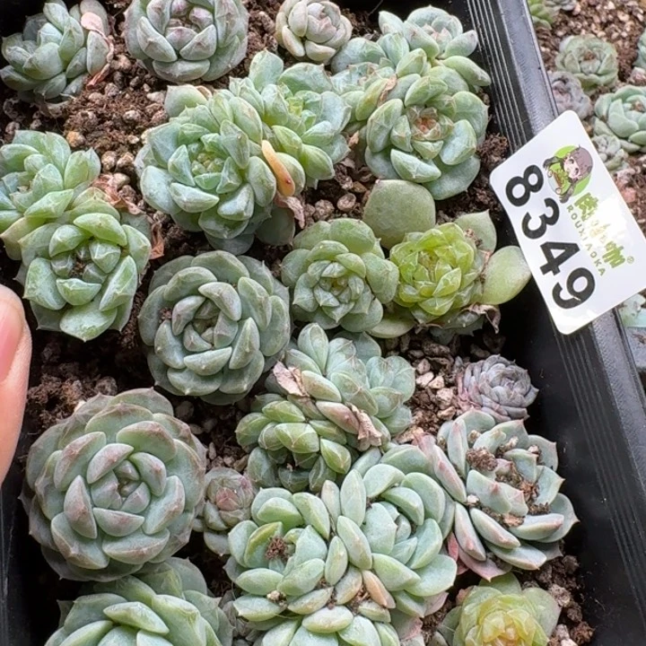 当前无花朵，栽培后可花朵九****煊