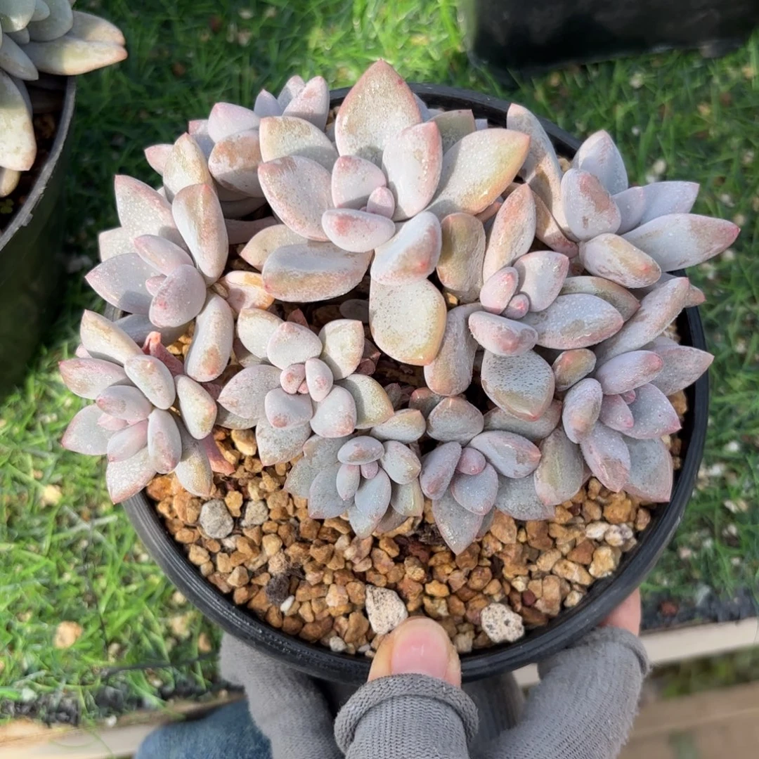 茉莉鸳鸯多肉888888880000000