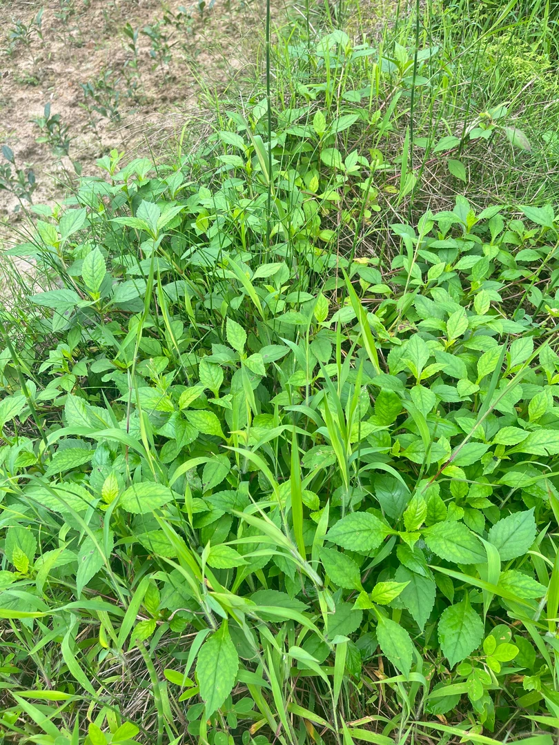 福建新鲜苦菜苦斋菜观音菜败酱草