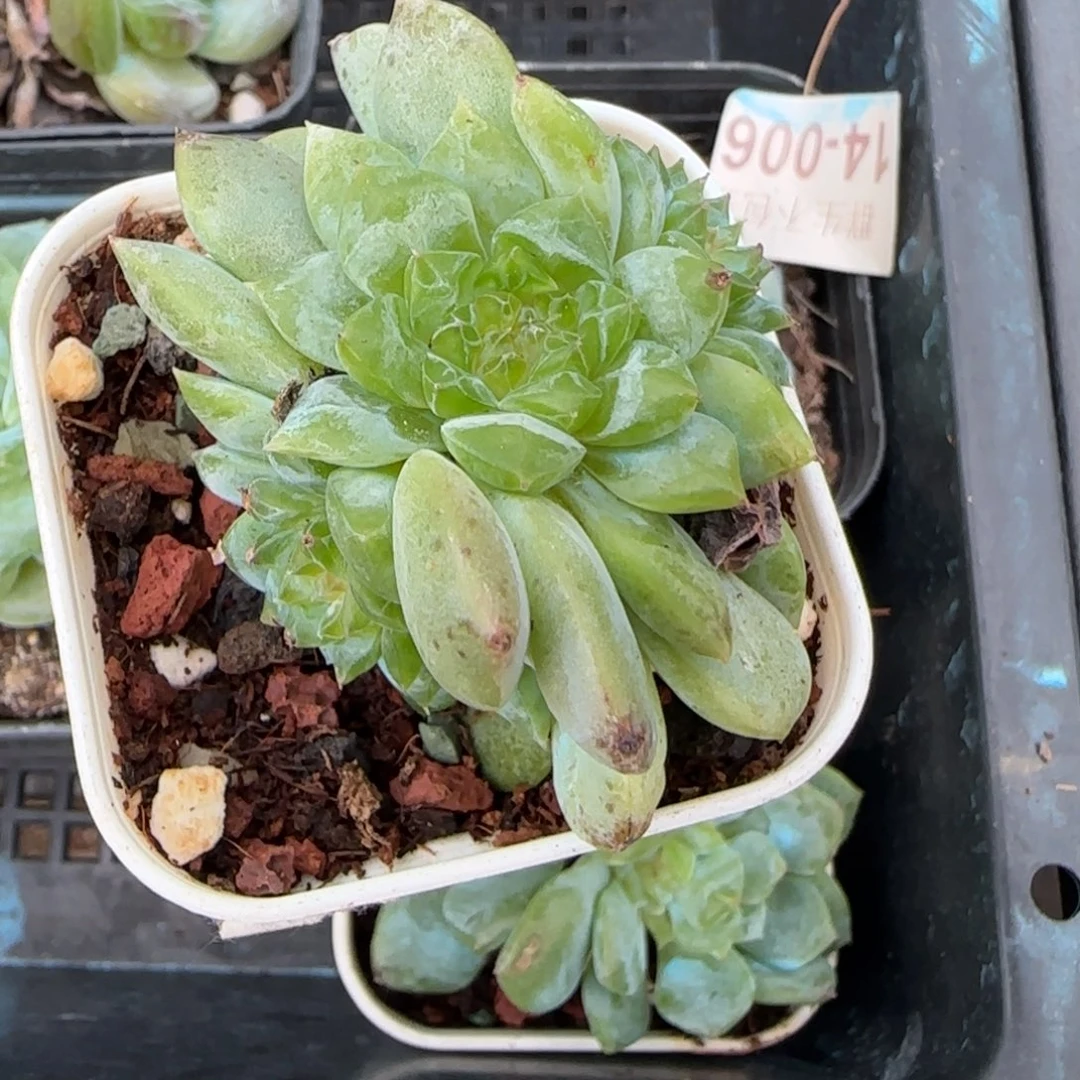 小卡拉米糖心一物一拍