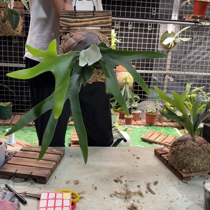 完全开放板植二岐