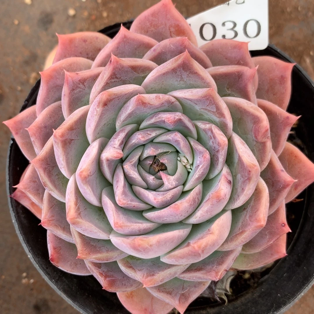 4030新年快乐呀发发发