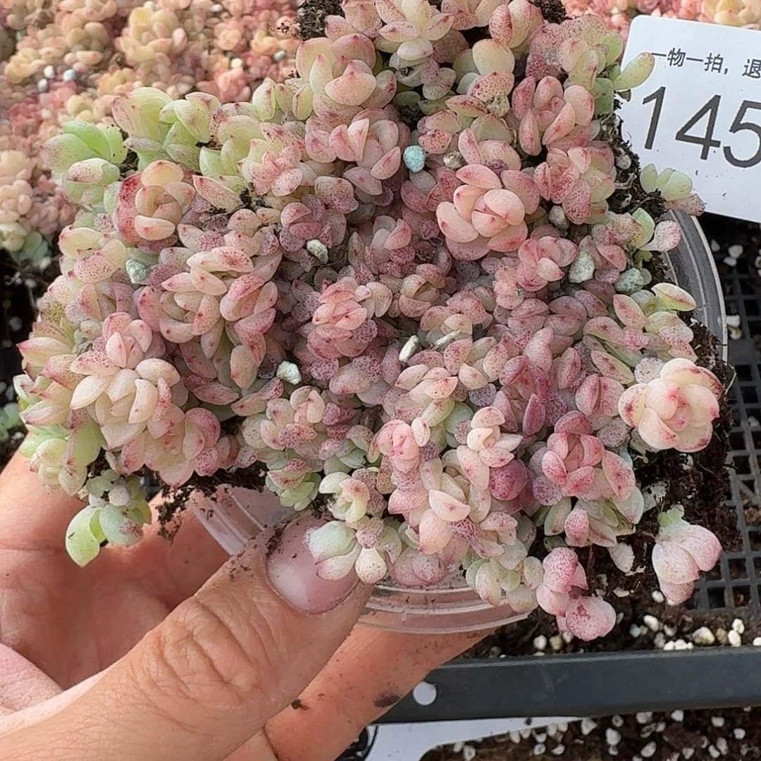 杂交新品珍妮多肉1459