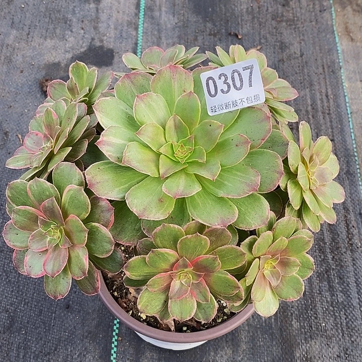 莲花座03077777777777