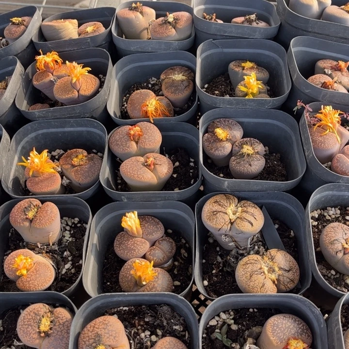 双头日轮8888888888