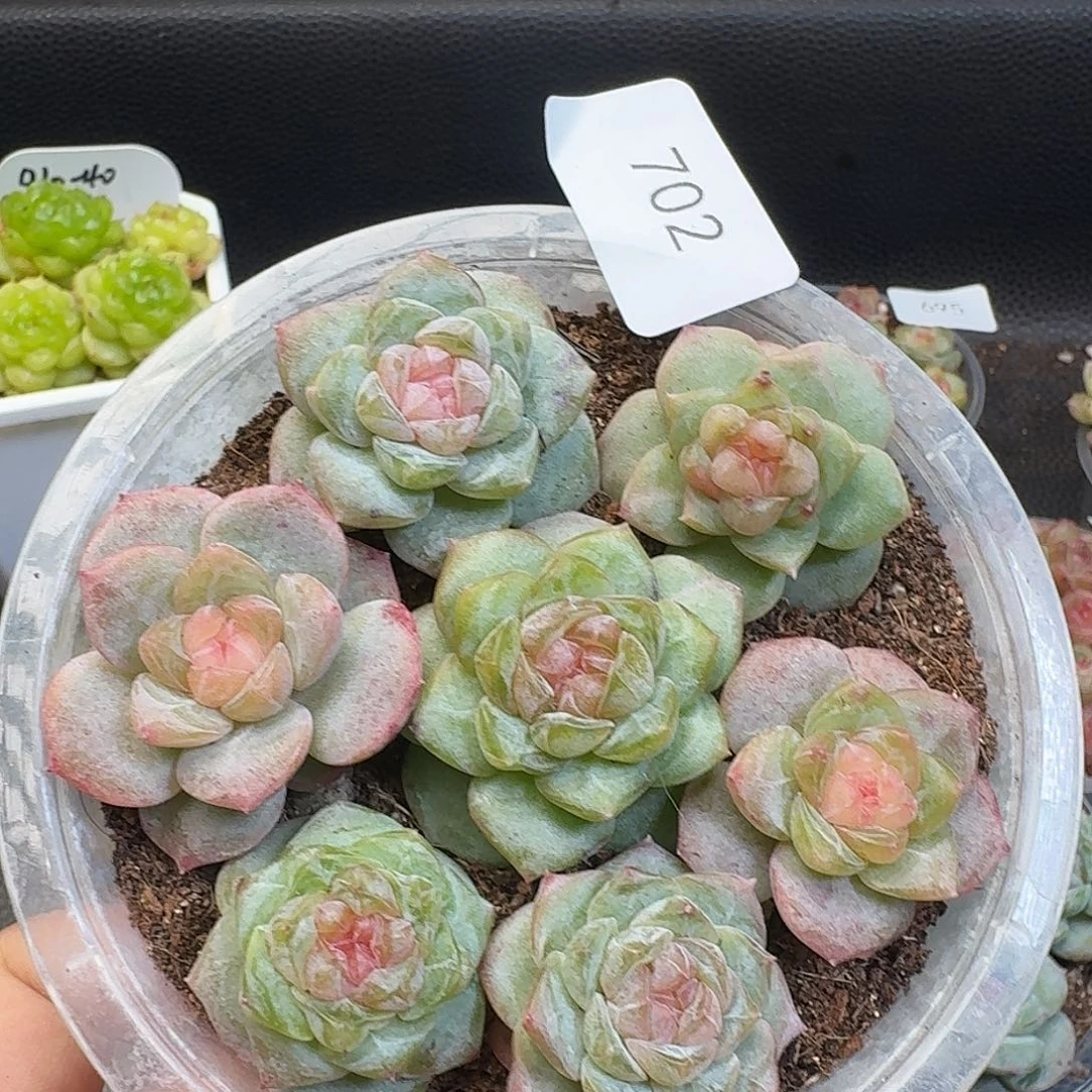一物一拍一物一拍917-702
