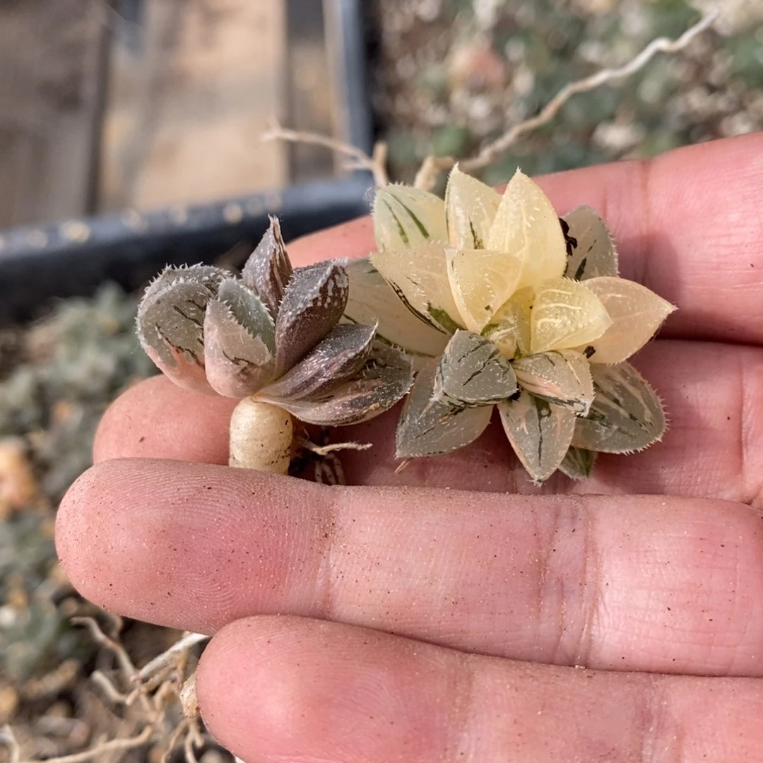 1576 两颗一起 超级618福利