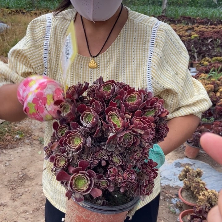 我***弟522欧紫缀化老桩老桩