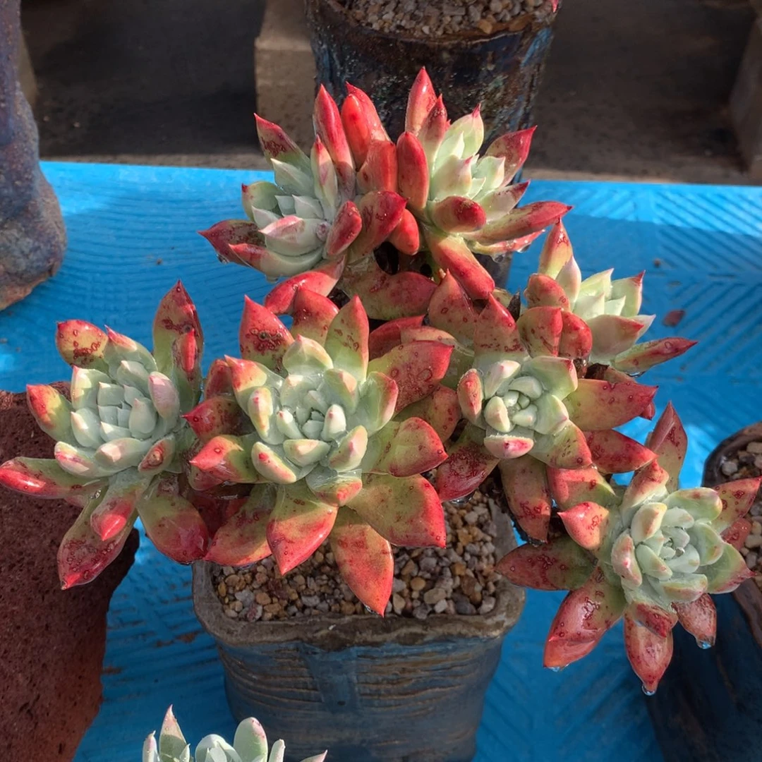 小叶帕翠莎，2月8日发货多肉