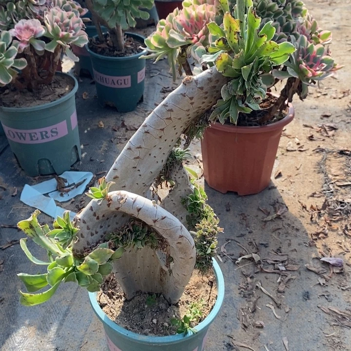 原始绿缀多肉植物104
