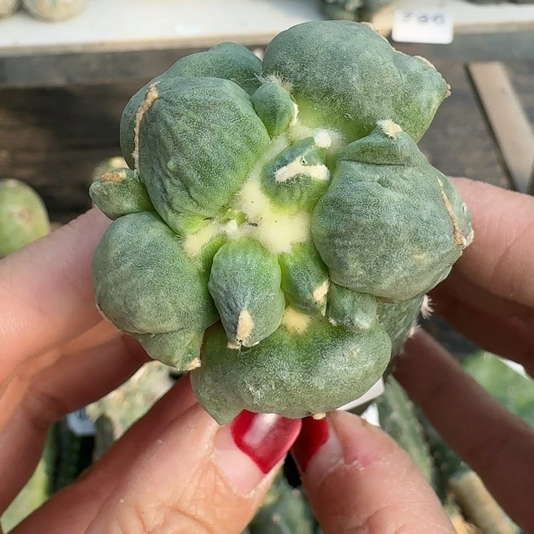 全部花朵三叉蛋尤219