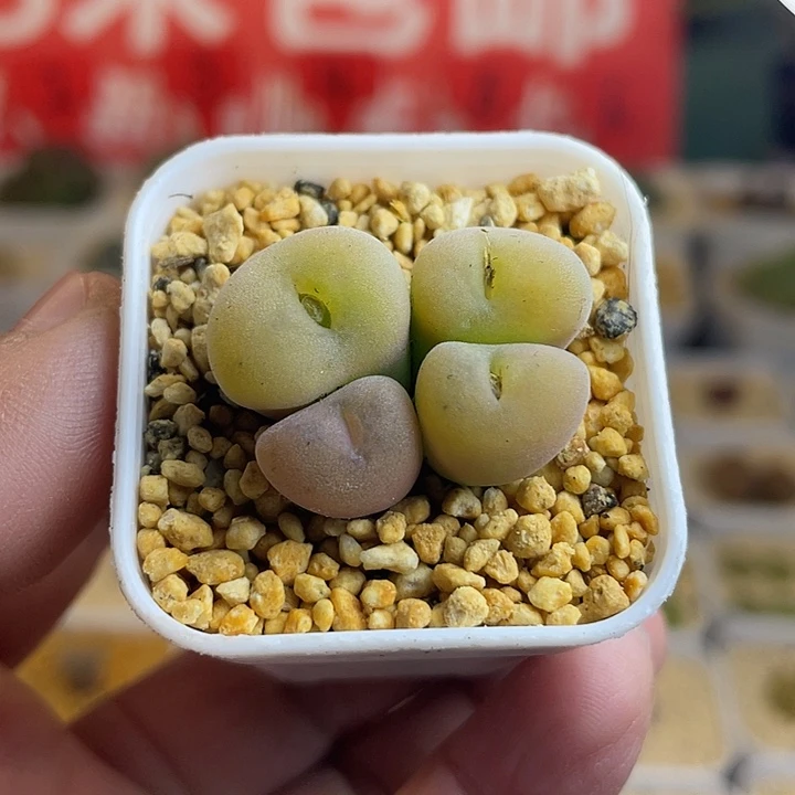 佳人园艺多肉生石花空卡福626