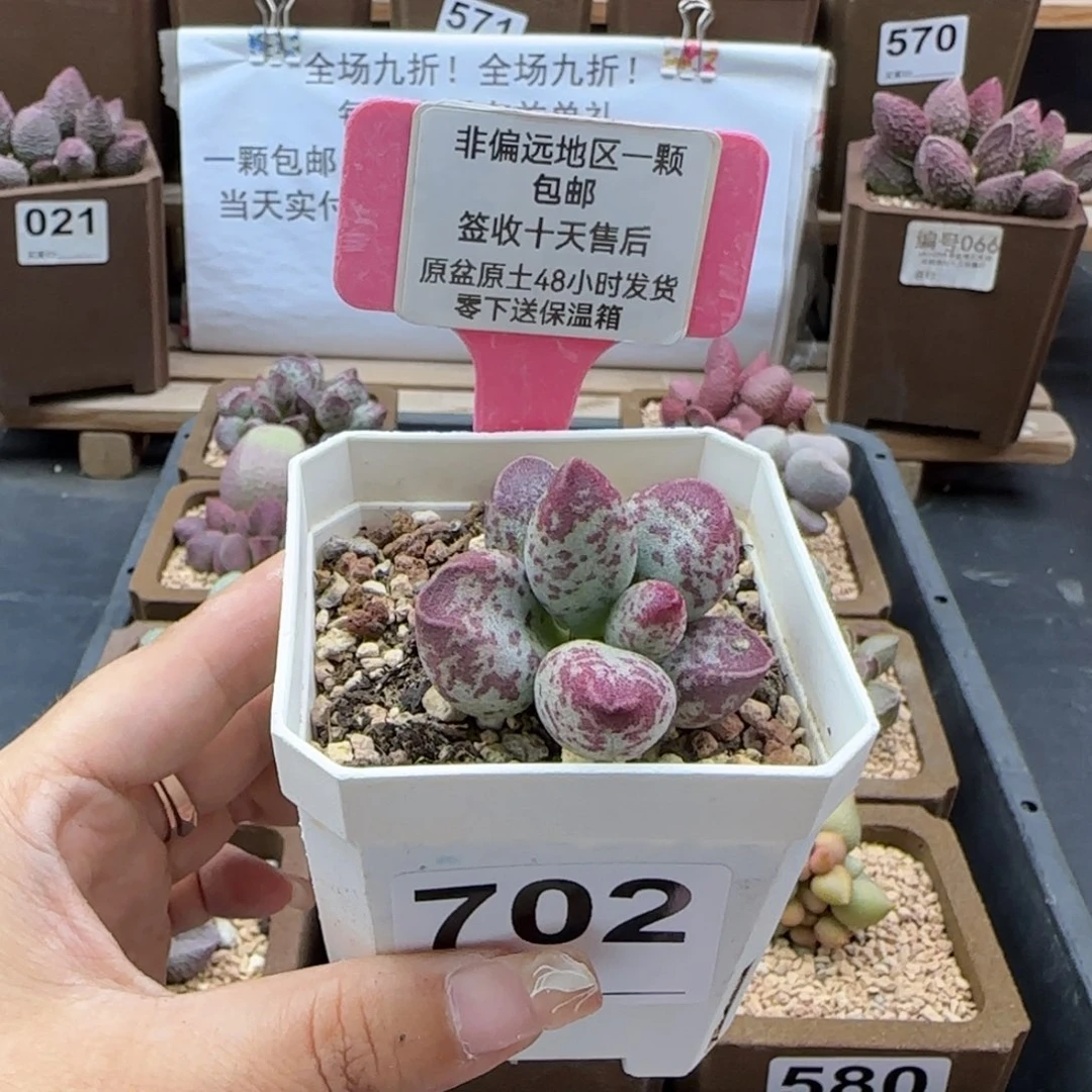 702艾薇多肉植物