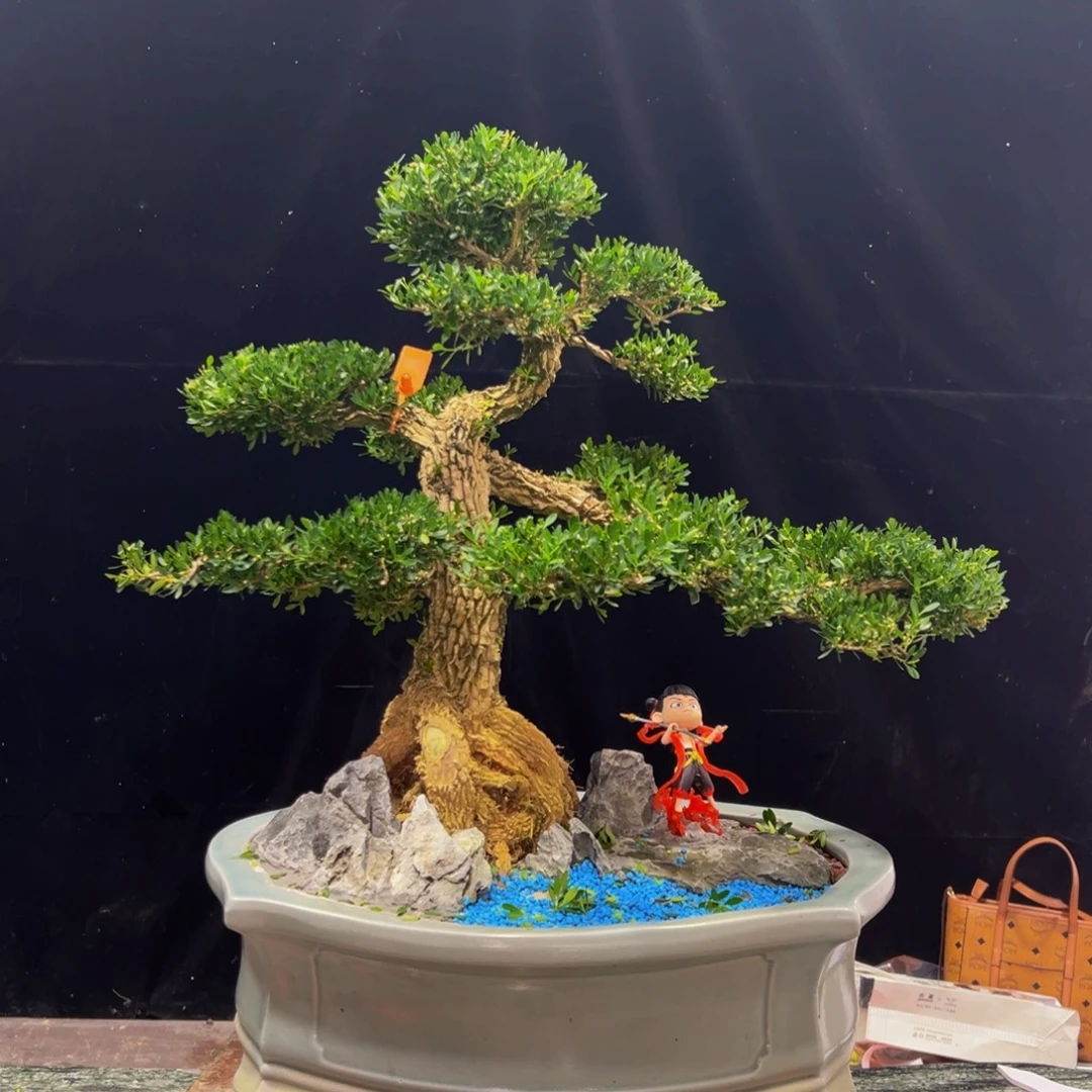 无花朵广东皱皮雀舌黄杨