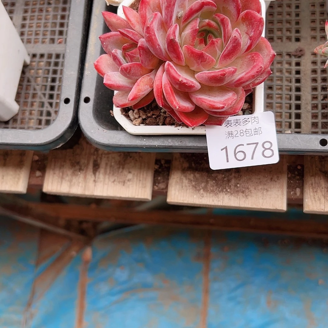 小***多肉一物一拍植物1678