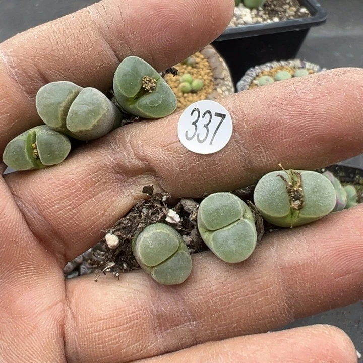 337，12121111221111