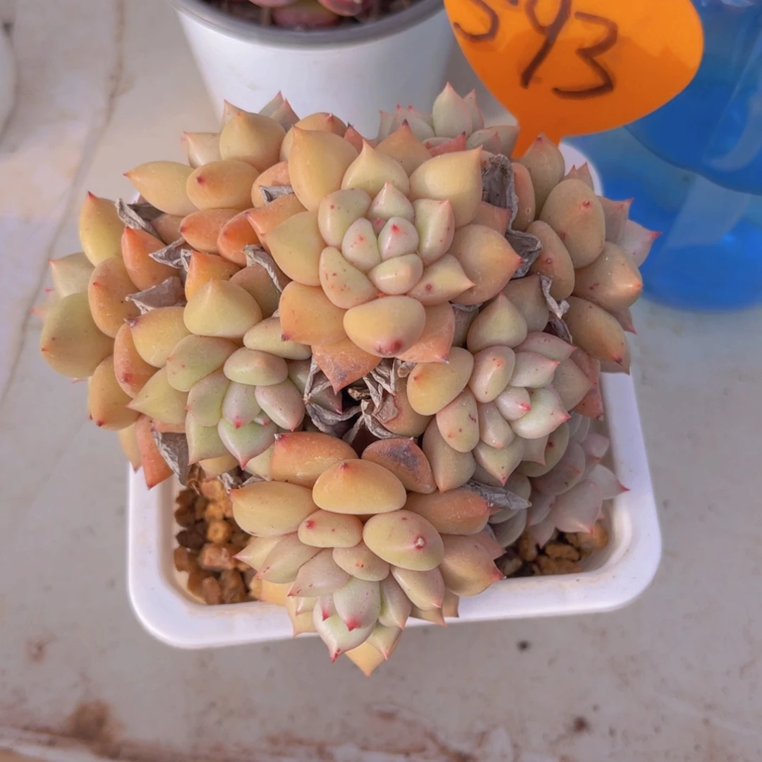 媚**学593号多肉植物一物一拍