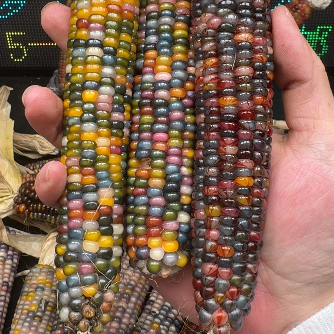 柏香籽/百香籽吊坠?**果