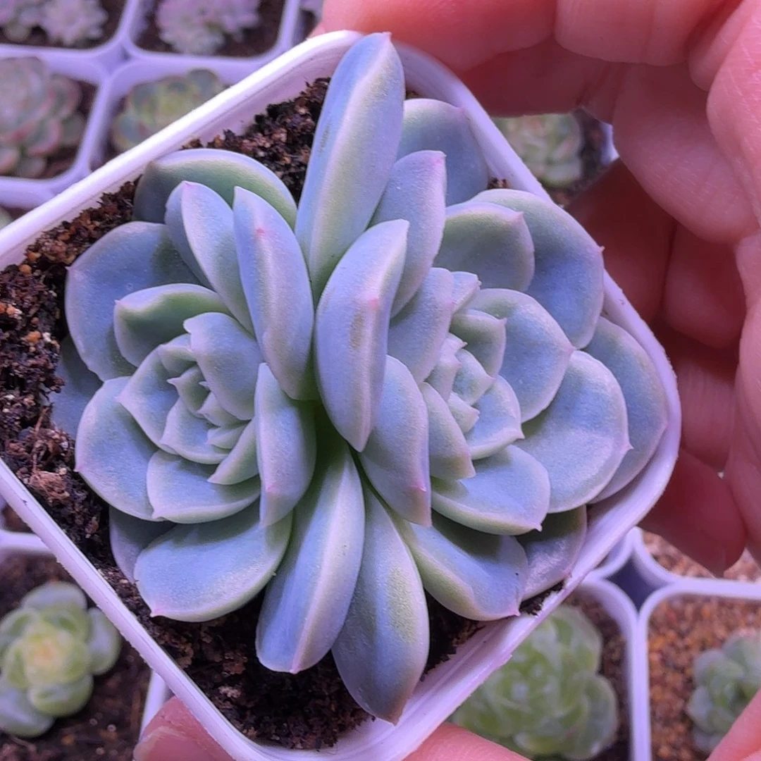 苍雪叶插苗一物一拍