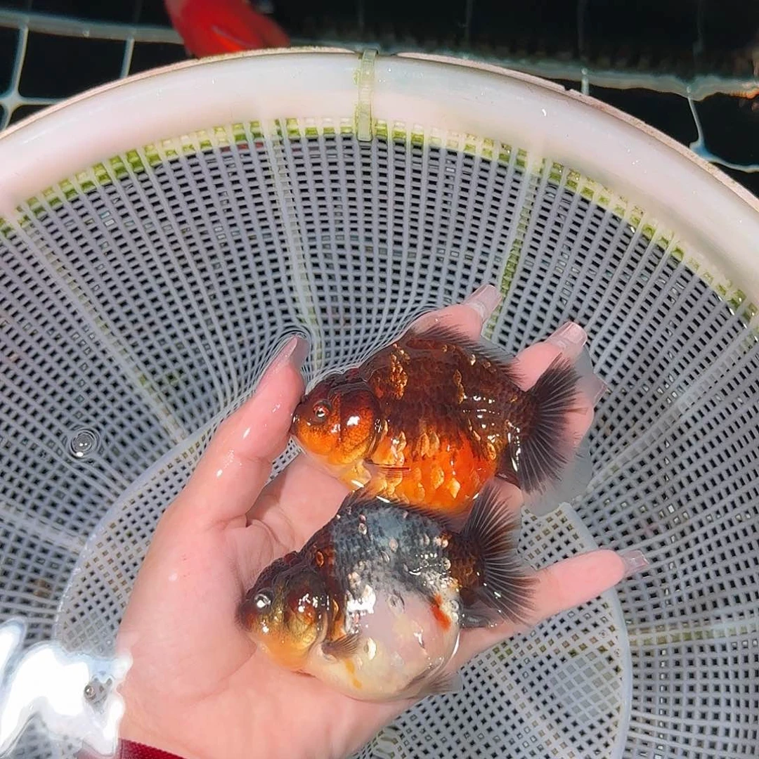 金鱼亚成红白短尾将军狮子