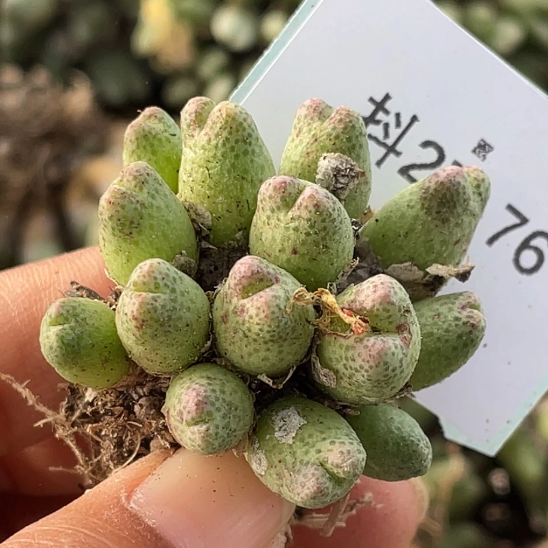 27-76草莓斑马肉锥