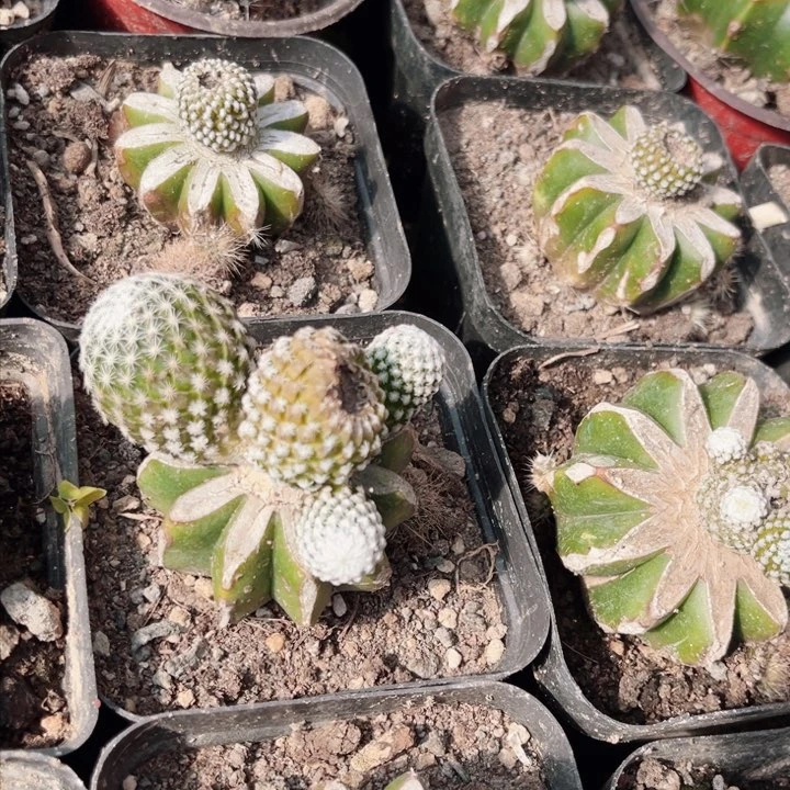 年**在因牡丹草球苗接仙人球