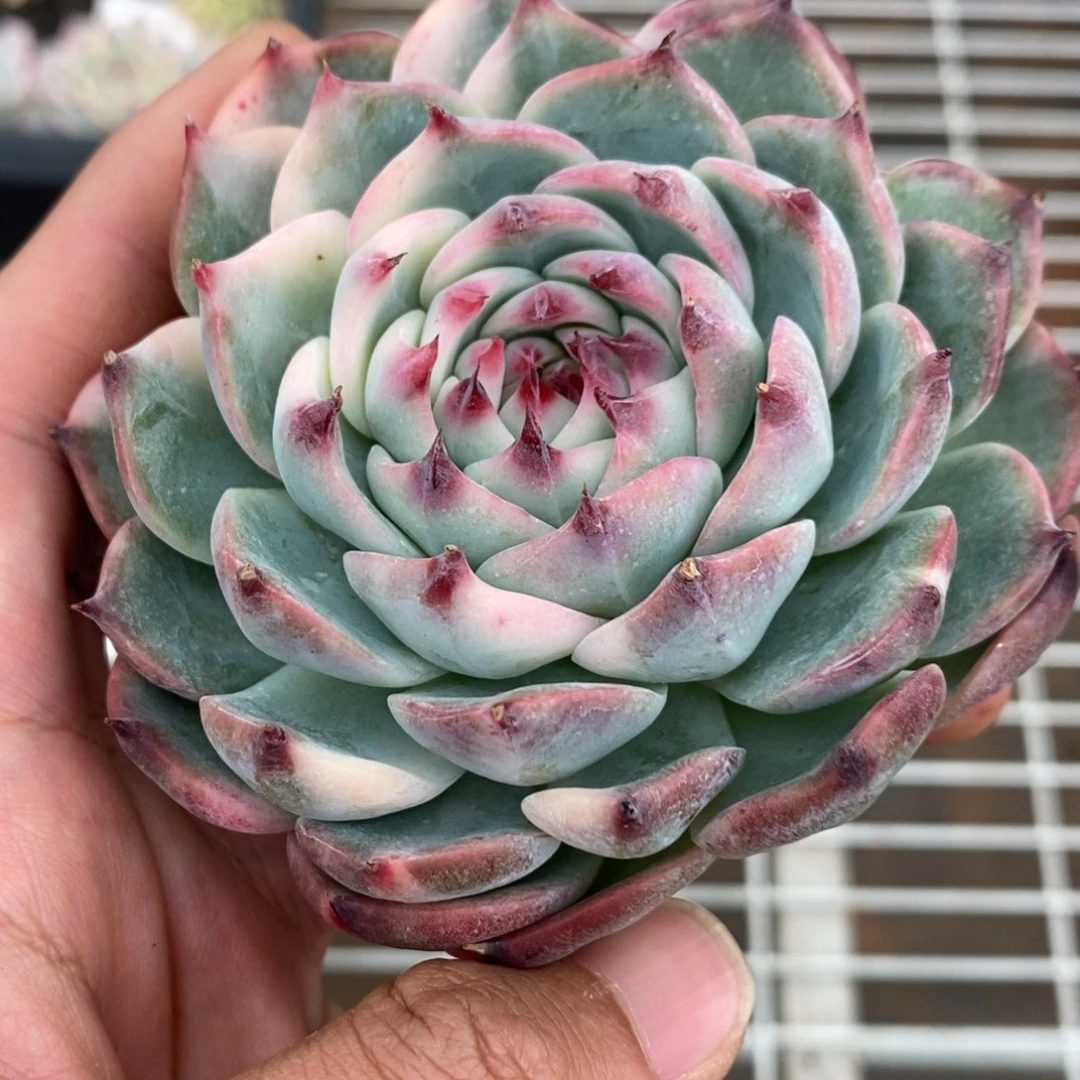 吉娃娃锦多肉植物A3562