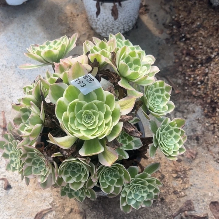 海王多肉植物193法师