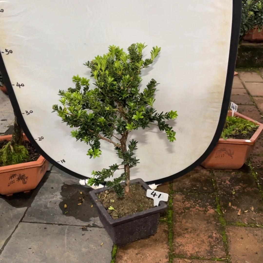 雄***辉以实际为准罗汉松珍珠41带盆