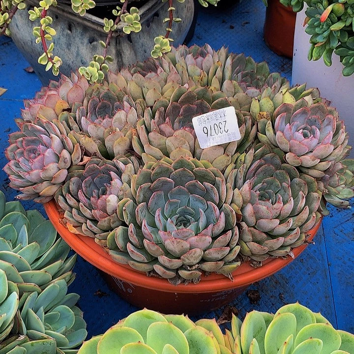 蔷***院    菲欧娜多肉23067