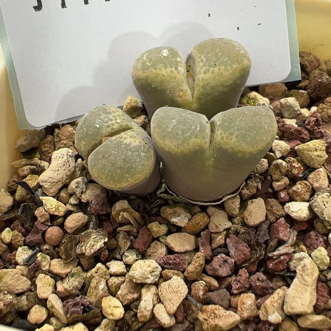 30-153肉锥多肉植物