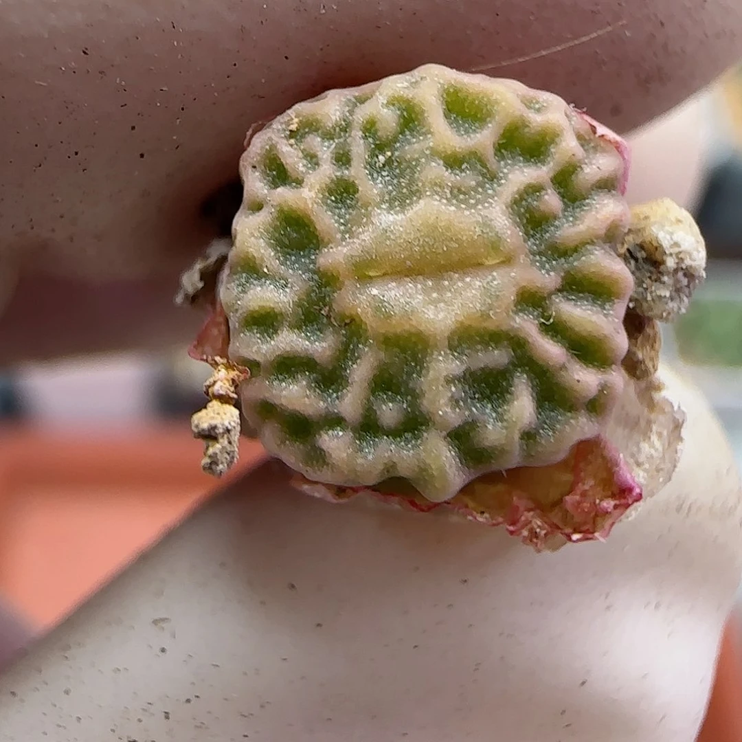 954超级烧麦优选