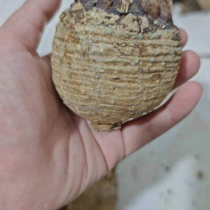 一物一拍，银叶多肉！