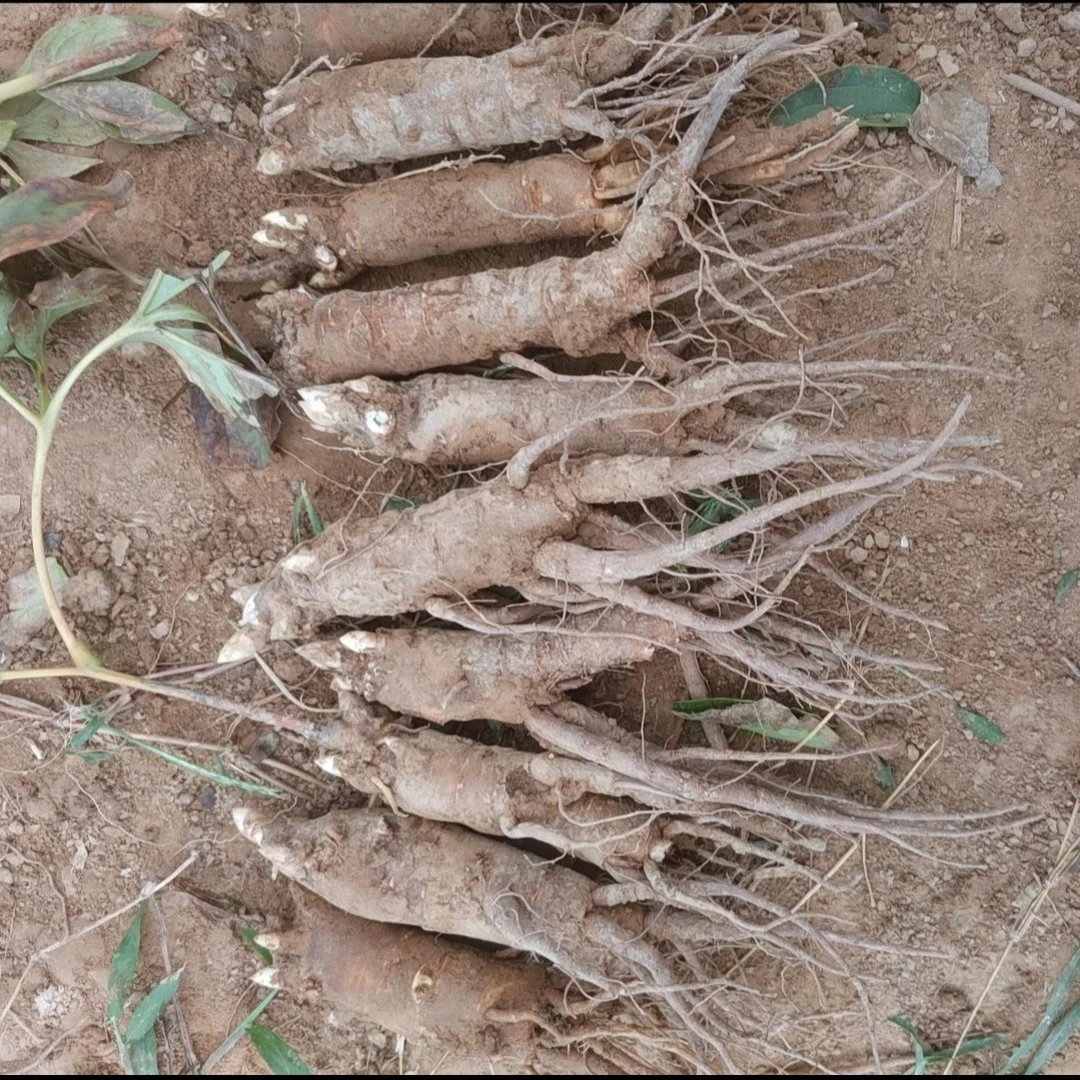 牡丹嫁接苗砧木芍药苗10个装（2公分左右）
