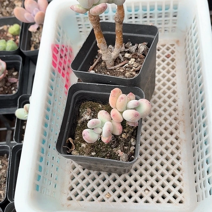 李*店c b z de ba z f g 272