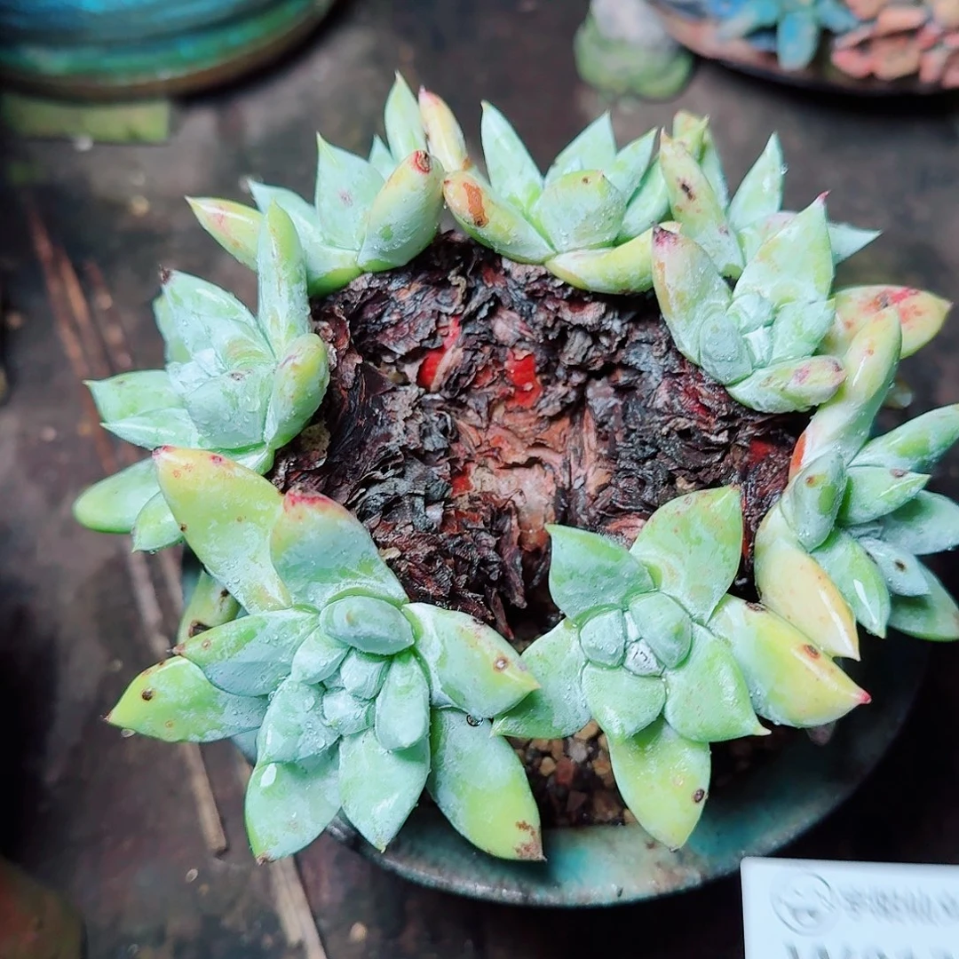 8135苹果拇指多肉