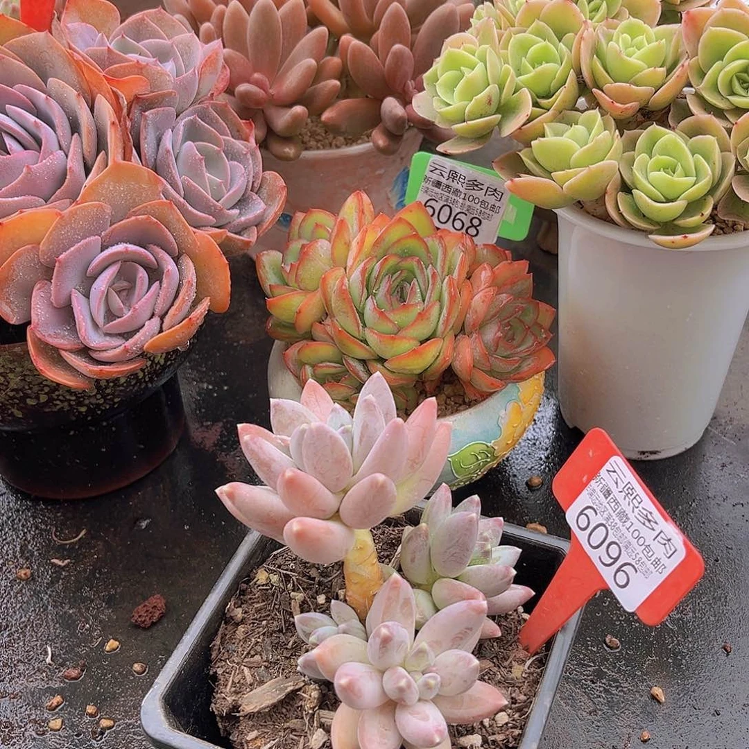 6096松果美人多肉植物
