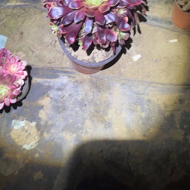 多肉法师植物链接14