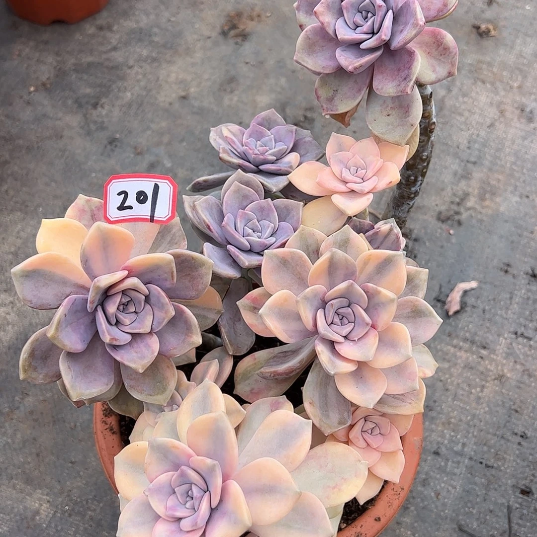 201号紫乐锦，一物一拍