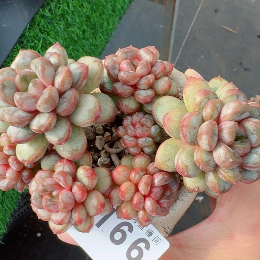 姬葡萄老桩      愿你一路坦途，乘风破浪展宏图